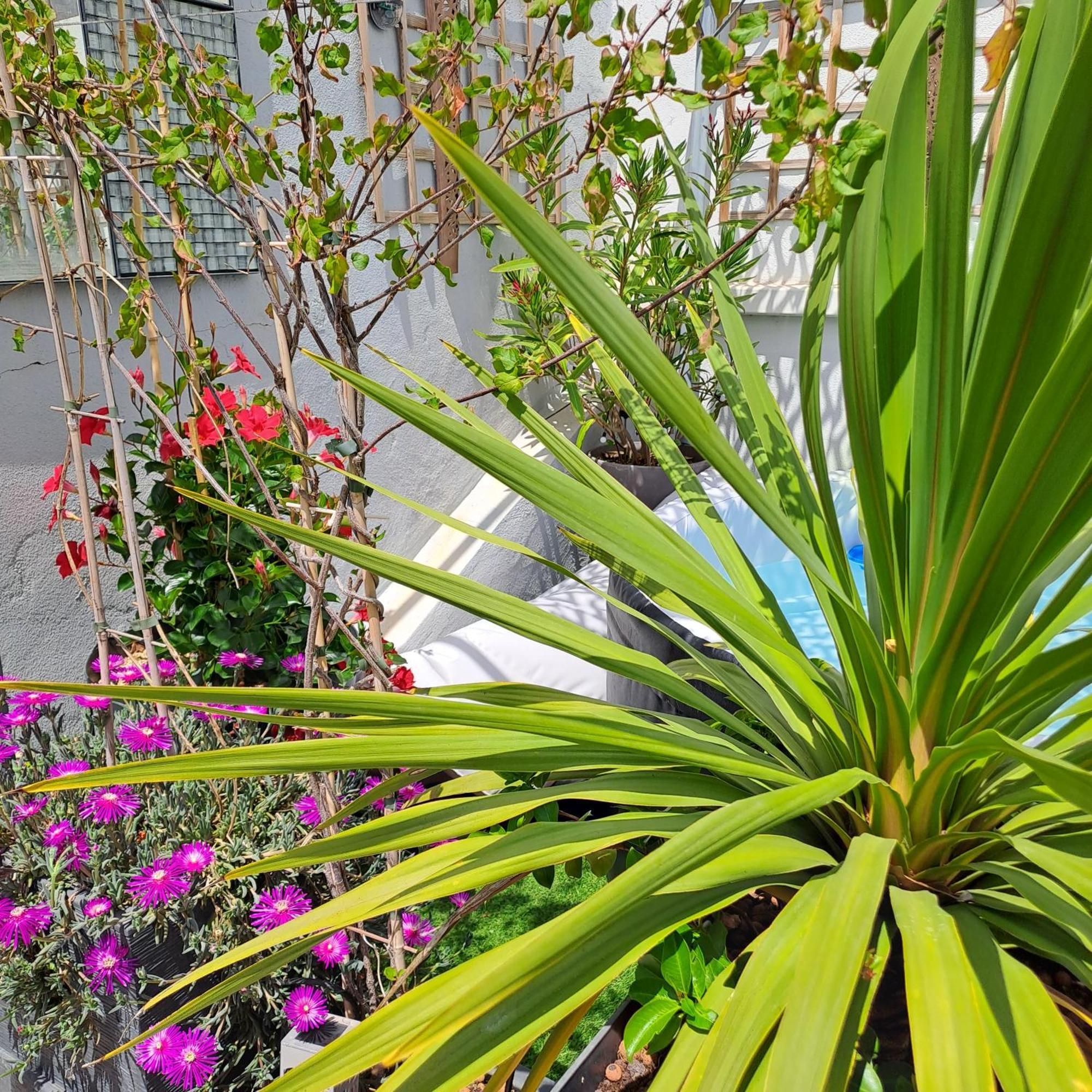 Le Petit Patio Aigues-Mortes Exterior foto